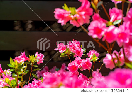 Full blooming of a Japanese dairy-roof [Nagano Prefecture] 50839341