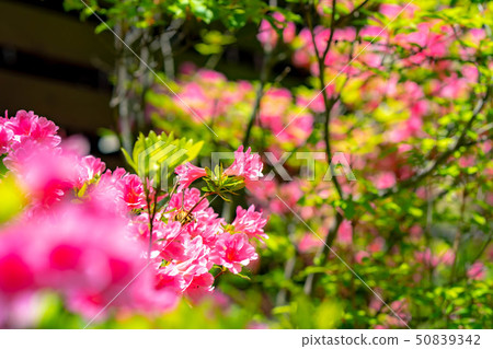 Full blooming of a Japanese dairy-roof [Nagano Prefecture] 50839342