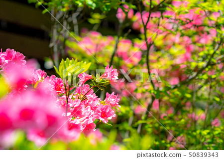 Full blooming of a Japanese dairy-roof [Nagano Prefecture] 50839343