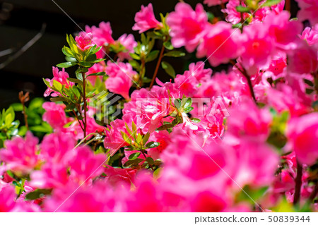 Full blooming of a Japanese dairy-roof [Nagano Prefecture] 50839344