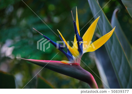 Strelitzia Nikolai 50839377