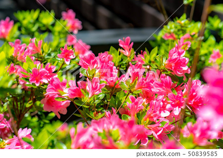 Full blooming of a Japanese dairy-roof [Nagano Prefecture] 50839585