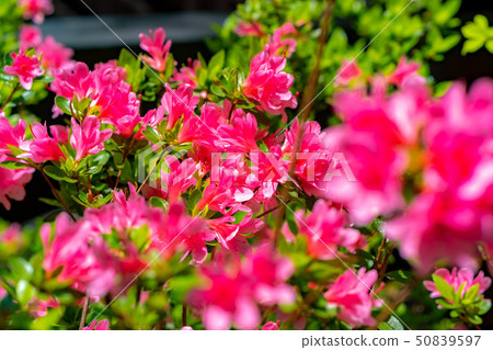 日本奶牛屋頂盛開[長野縣] 50839597