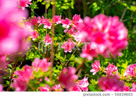 Full blooming of a Japanese dairy-roof [Nagano Prefecture] 50839603