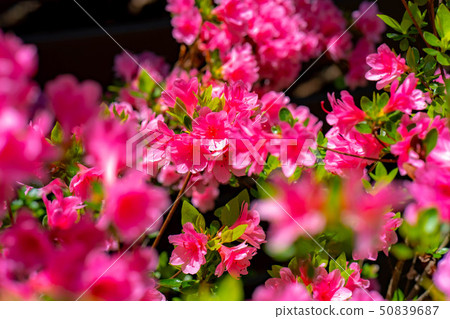 Full blooming of a Japanese dairy-roof [Nagano Prefecture] 50839687