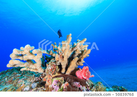 Hadaka Haokoze and Hanaayasai Coral Hadaka Haokoze and Hanaayasai Coral 50839768