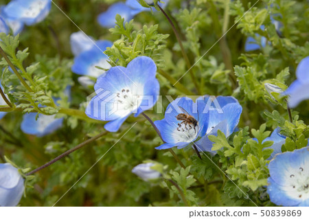Nemophila and bees 50839869