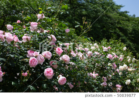 Rose garden 50839877