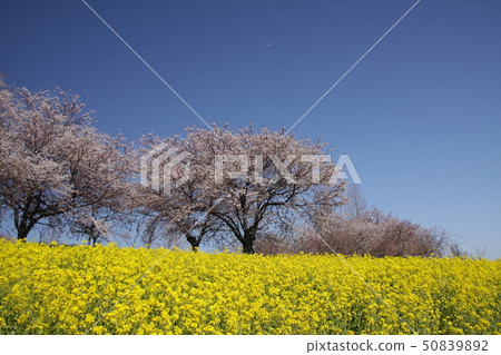 Kamisugata公園的櫻花 50839892