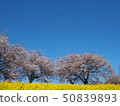 Kamisugata公園的櫻花 50839893