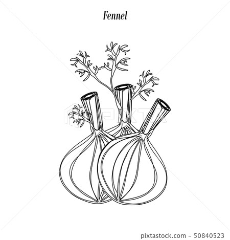 Fennel illustration outline 50840523