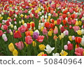 鬱金香領域 50840964