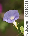 喇叭花 50840968