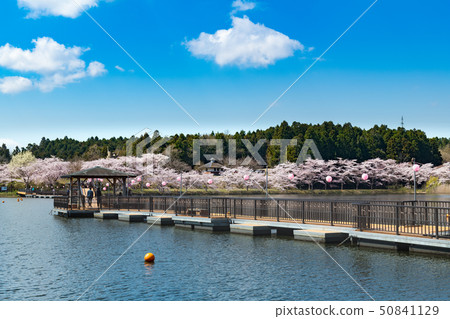 Miyagi Hiratsunuma Fureai Park的浮橋和盛開的櫻花樹 Miyagi Hiratsunuma Fureai Park的浮橋和盛開的櫻花樹 50841129