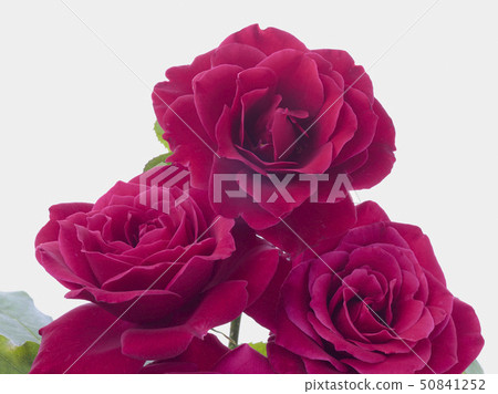 Red Roses White Back 50841252