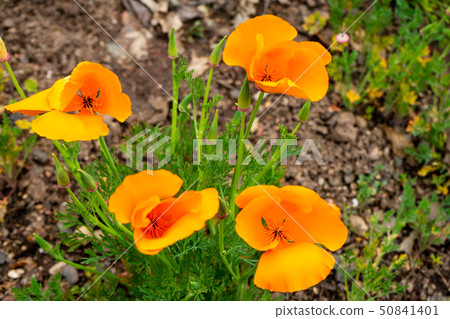 Eschscholzia californica or California poppy or Eschscholzia californica or California poppy or 50841401