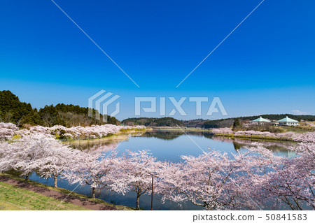 盛開的一排櫻花樹在宮城Hiratsunuma Fureai公園 50841583