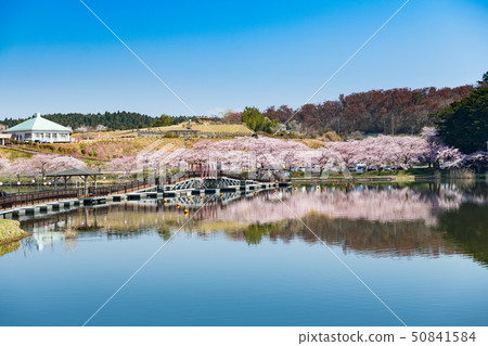 Miyagi Hiratsunuma Fureai Park的浮橋和盛開的櫻花樹 Miyagi Hiratsunuma Fureai Park的浮橋和盛開的櫻花樹 50841584