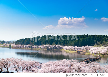 Miyagi Hiratsunuma Fureai Park's floating bridge and cherry blossom trees in full bloom Miyagi Hiratsunuma Fureai Park's floating bridge and cherry blossom trees in full bloom 50841585