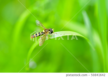 Hosohimehirataab Hosohimehirataab 50841642