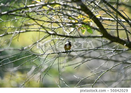 野豬·鱸魚·梅·可愛·晴朗的天氣 50842029