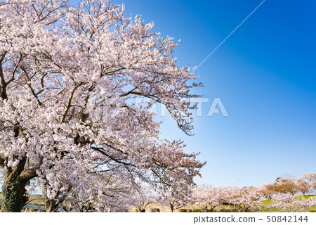 Cherry blossom trees in full bloom in Naganuma Phutopia Park Cherry blossom trees in full bloom in Naganuma Phutopia Park 50842144