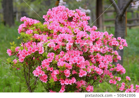 Mukojima Hyakuen 50842806