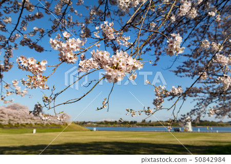 Cherry blossom trees in full bloom in Naganuma Phutopia Park 50842984