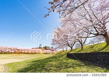 Cherry blossom trees in full bloom in Naganuma Phutopia Park Cherry blossom trees in full bloom in Naganuma Phutopia Park 50842989