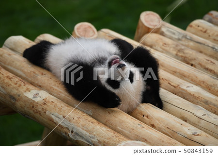 Baby panda Baby panda 50843159