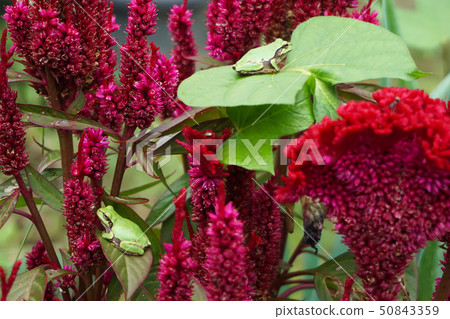 Tree frog on the leaves of the cockroach 50843359