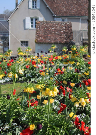 開花在城市公園的波斯百合 開花在城市公園的波斯百合 50843545