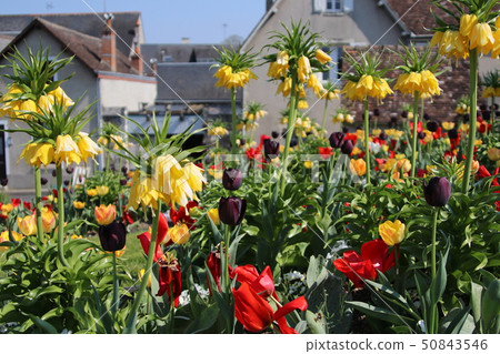百合科的Fritilaria Imperial 50843546
