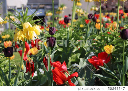 Fritillaria Imperial and Tulip 50843547