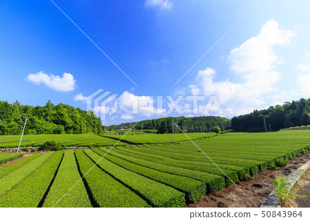 Tea plantation (early summer) 50843964