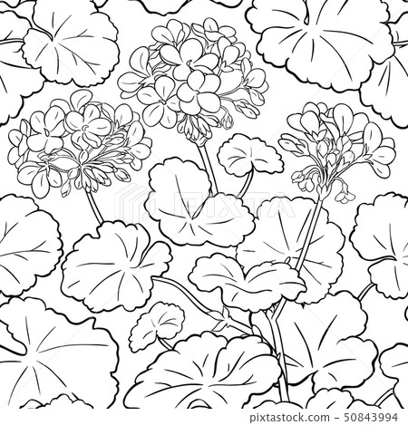 geranium vector pattern 50843994