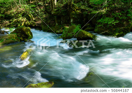 Oirase山流Asura流在春天 50844187