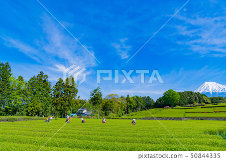 Tea field in Odaiba, Shizuoka City, Shizuoka Prefecture 50844335