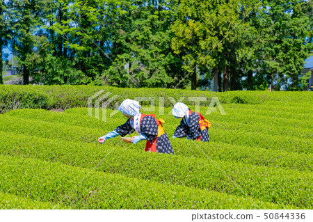 靜岡縣靜岡市台場的茶園 靜岡縣靜岡市台場的茶園 50844336