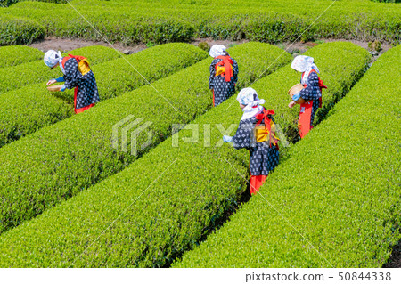 靜岡縣靜岡市台場的茶園 靜岡縣靜岡市台場的茶園 50844338