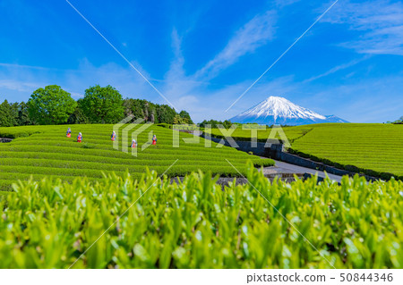 Tea field in Odaiba, Shizuoka City, Shizuoka Prefecture 50844346