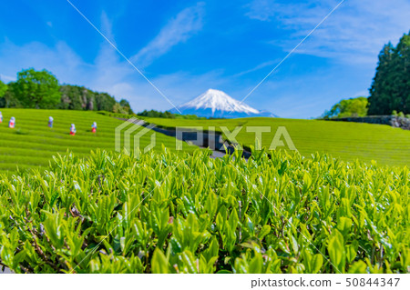 Tea field in Odaiba, Shizuoka City, Shizuoka Prefecture 50844347