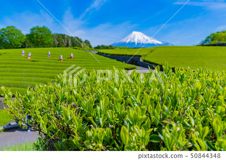 Tea field in Odaiba, Shizuoka City, Shizuoka Prefecture 50844348