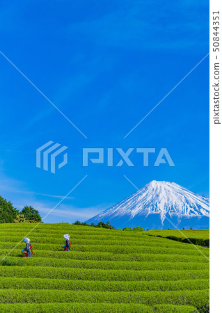 靜岡縣靜岡市台場的茶園 靜岡縣靜岡市台場的茶園 50844351