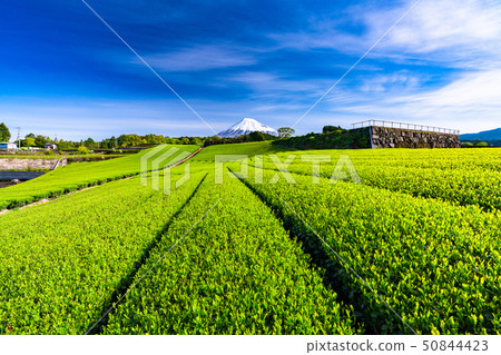 “靜岡縣”富士山風景和茶園 “靜岡縣”富士山風景和茶園 50844423