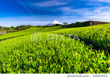 “靜岡縣”富士山風景和茶園 “靜岡縣”富士山風景和茶園 50844424