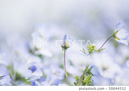 Nemophila 3 Nemophila 3 50844532