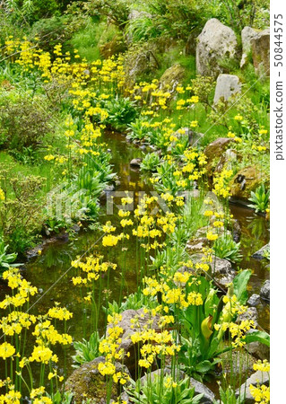 Kibarinrinso of Hakone Wet Flower Garden Kibarinrinso of Hakone Wet Flower Garden 50844575