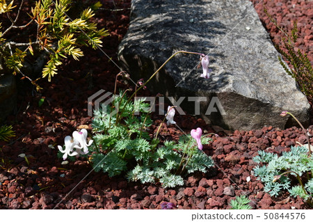 Diorama of Hakone Wet Flower Garden Diorama of Hakone Wet Flower Garden 50844576