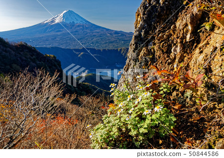 Misaka mountain area, Ryunogiku of Mt. 50844586